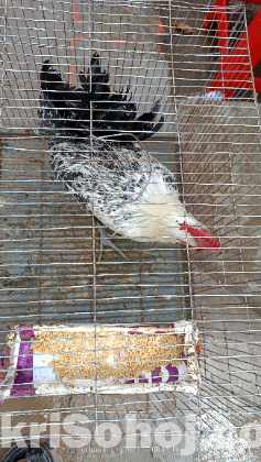 আমার শখের মোরগ টাকার প্রয়জনে বিক্রি করবো